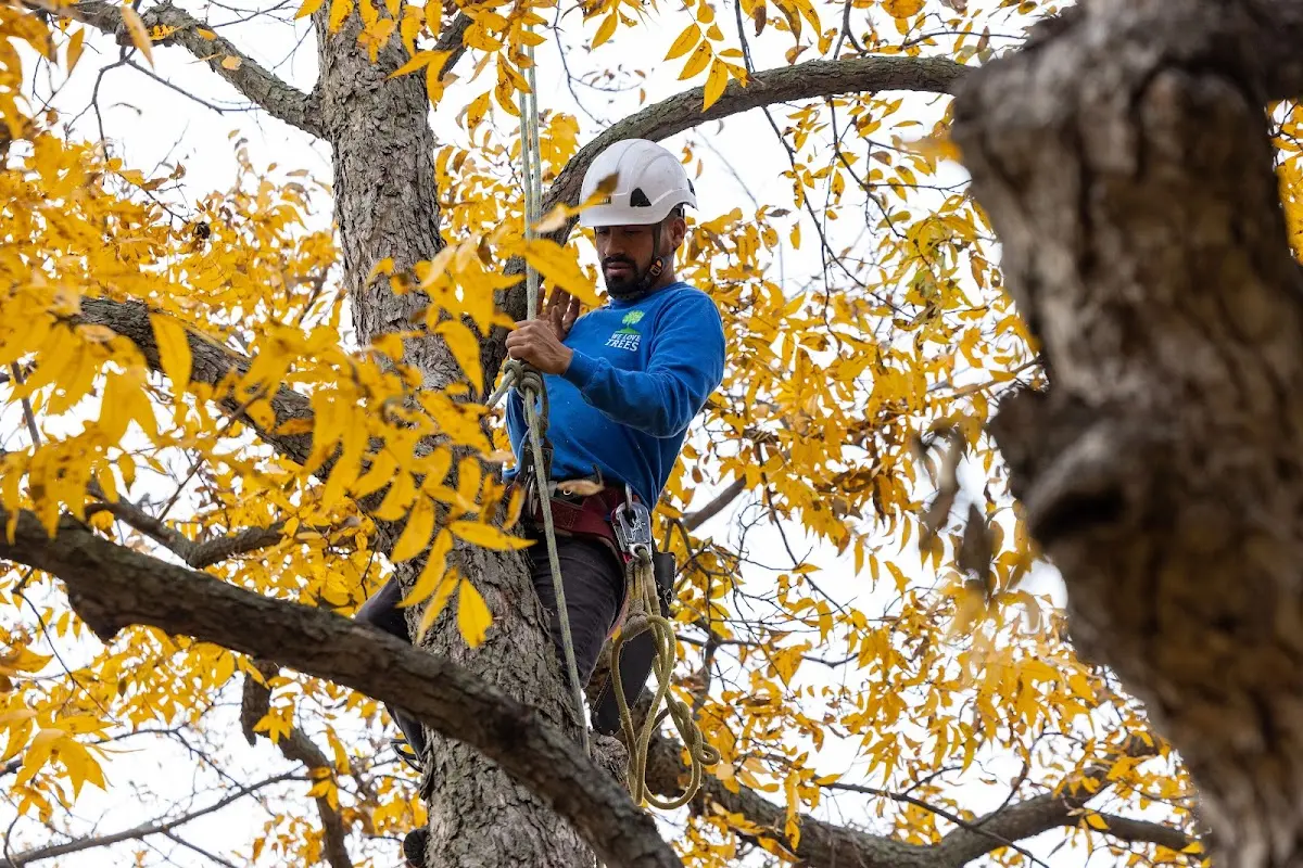 Skilled Tree Pruning crew working in Adger